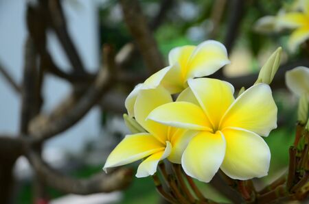 Plumeria Flower. white flower.white flower or white flower background.Colorful flowers in nature.の写真素材