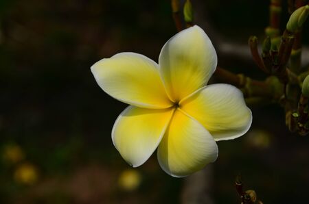 Plumeria Flower. white flower.white flower or white flower background.Colorful flowers in nature.の写真素材