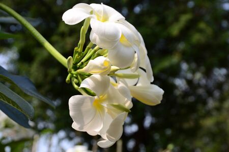 Plumeria Flower. white flower.white flower or white flower background.Colorful flowers in nature.の写真素材