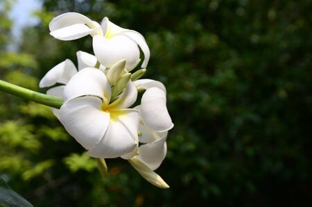 Plumeria Flower. white flower.white flower or white flower background.Colorful flowers in nature.の写真素材