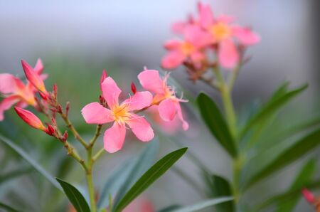flowers and green leaves with the sky as the background.の写真素材
