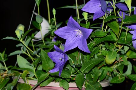 Colorful flowers.Group of flower.group of violet and pink flowersの写真素材