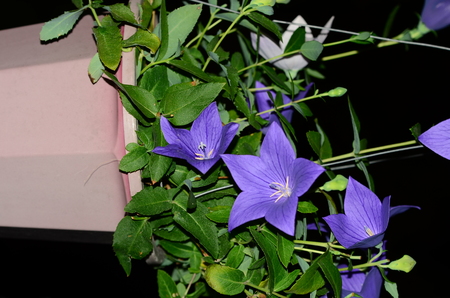 flowers and green leavesの写真素材