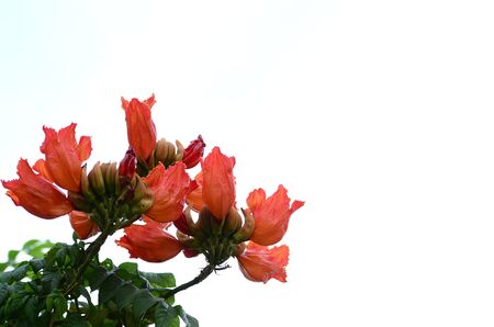 Orange flowers and green leaves with the sky as the background.の写真素材