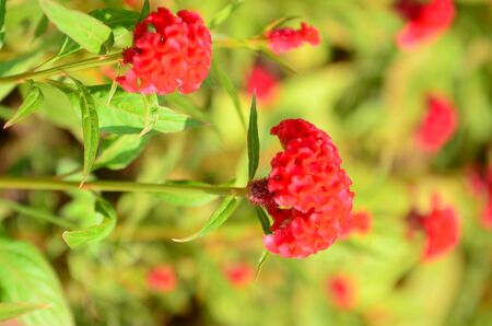 Fantastic blurred red cockscomb flowers garden in red and orange color cockscomb with blur backgroundの写真素材