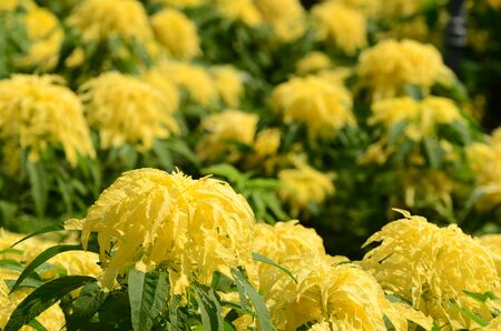 The leaves are bright yellow in the garden.