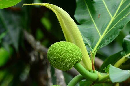Bread Fruit, Bread Nut.Sake of the South Sea Islands Reduce cholesterolの写真素材