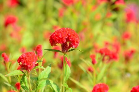Close up of cockscomb flower or Chinese wool flower.Fantastic blurred red cockscomb flowers garden...