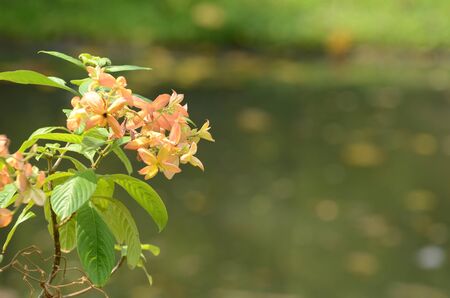 Pink flowers in garden with blurred back ground.の写真素材