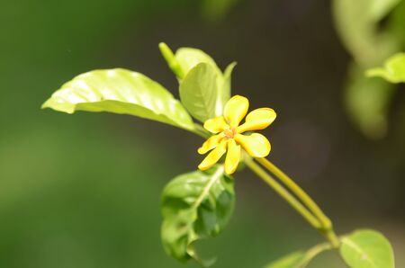 flowers in garden with blurred back ground.の写真素材