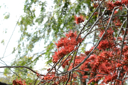 Small flowers red orange Beautiful bloom in nature. Close-up photosの写真素材