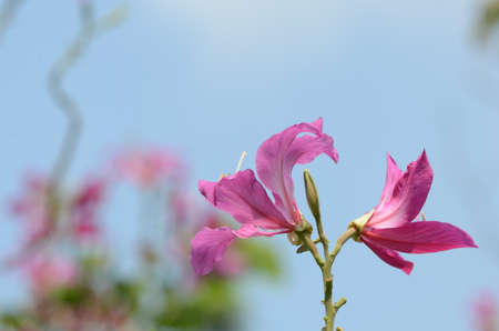 Colorful flowers in nature.Group of flower.の写真素材