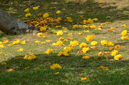 flowers in garden with blurred back ground.の写真素材