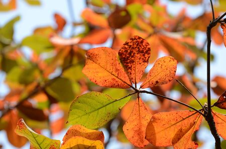 Leaves brown and sky before falling to the ground. Dried leaves fall to the ground, concrete floors...
