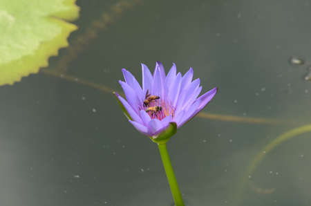 colorful flower with green leaves. Beautiful pink and purple flowers in garden .Purple lotus in the poolの写真素材
