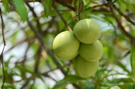 bael fruit tree.The fruit has medicinal value for digestive systemの写真素材