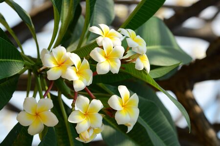 Plumeria Flower. white flower.Yellow flower or white flower background.Colorful flowers in natureの写真素材