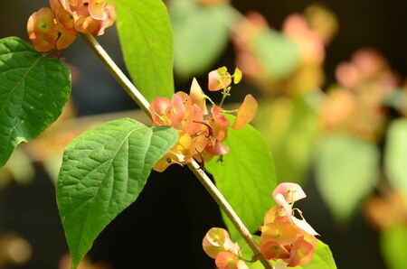 Yellow flower or white flower background.Colorful flowers in natureの写真素材