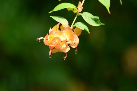 Yellow flower or white flower background.Colorful flowers in nature