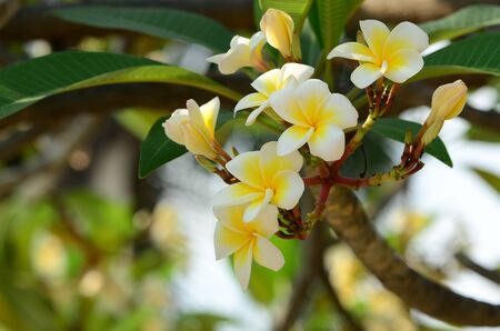 Plumeria Flower.Yellow flower.white flower or white flower background.Colorful flowers in nature.の写真素材