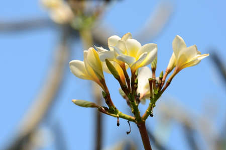 Plumeria Flower. white flower.white flower or white flower background.Colorful flowers in nature.
