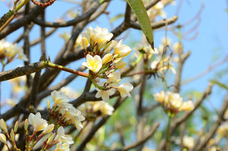 Plumeria Flower. white flower.white flower or white flower background.Colorful flowers in nature.の写真素材