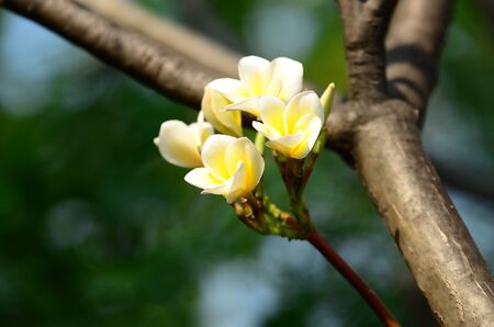 flowers, colorful grass, white, yellow, pink, purple on the lawn next to the house.の写真素材