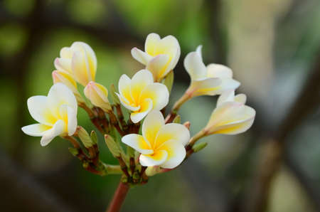 Plumeria Flower. white flower.white flower or white flower background.Colorful flowers in nature.の写真素材