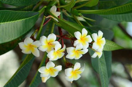 Plumeria Flower. white flower.white flower or white flower background.Colorful flowers in nature.の写真素材
