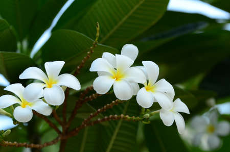 Plumeria Flower. white flower.white flower or white flower background.Colorful flowers in nature.の写真素材
