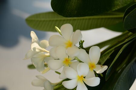 Plumeria Flower. white flower.white flower or white flower background.Colorful flowers in nature.の写真素材