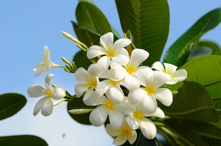 Plumeria Flower. white flower.white flower or white flower background.Colorful flowers in nature.の写真素材