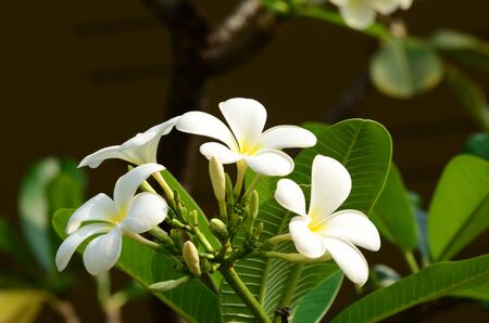 Plumeria Flower. white flower.white flower or white flower background.Colorful flowers in nature.Colorful flowers with drops of water after rainの写真素材