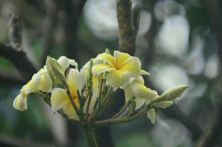 Colorful flowers with drops of water after rainの写真素材