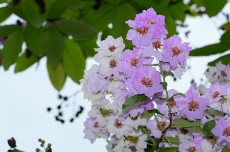 Colorful flowers with drops of water after rainの写真素材