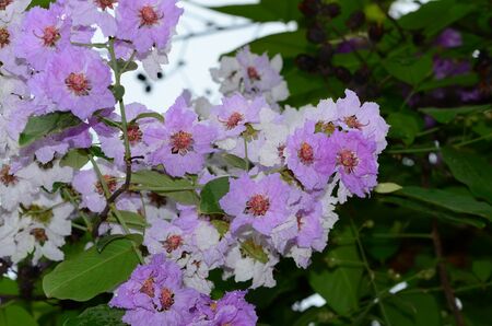 Colorful flowers with drops of water after rainの写真素材
