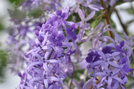 Bouquet of blue flower purple.A group of Purple Bouquet flower with green leaves. Beautiful green and purple flowers in nature around the house.の写真素材