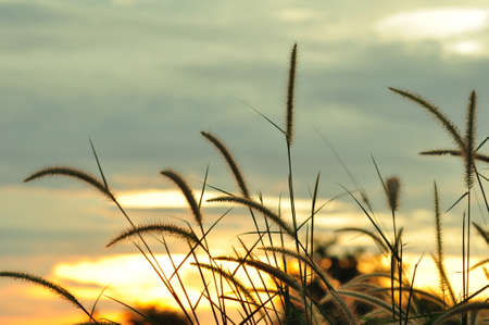 Sunset. The golden sky with beautiful grass flowers in the middle of the field in the evening.