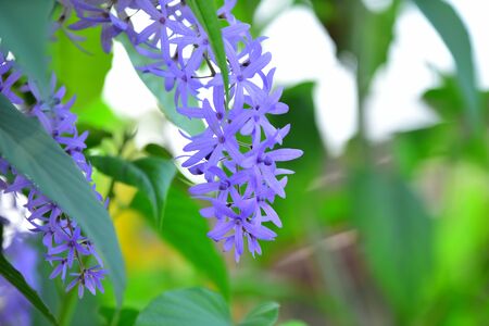 Bouquet of blue flower purple.A group of Purple Bouquet flower with green leaves. Beautiful green and purple flowersの写真素材