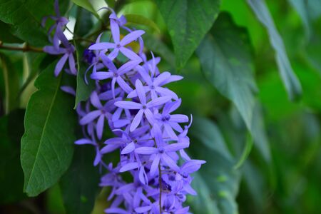 Bouquet of blue flower purple.A group of Purple Bouquet flower with green leaves. Beautiful green and purple flowersの写真素材