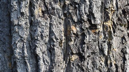 Old wooden wall is used as a background image.