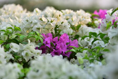 White flowers With the evening light