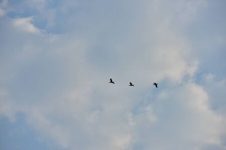 The branches of the big tree with the sky used as a background image. The sky is blue and the clouds are beautiful. Birds flying in the skyの写真素材