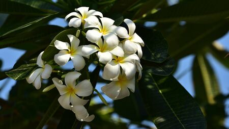 Plumeria Flower. white flower.white flower or white flower background.Colorful flowers in nature.の写真素材