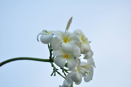 Colorful flowers in nature.White flowers, white and yellow at my garden. Plumeria flower blooming in the garden.の写真素材
