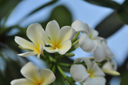 Plumeria Flower. white flower.white flower or white flower background.Colorful flowers in nature.の写真素材