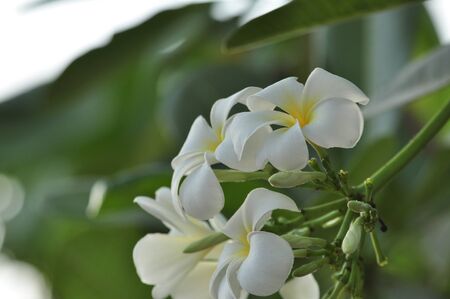 Colorful flowers in nature.White flowers, white and yellow at my garden. Plumeria flower blooming in the garden.の写真素材