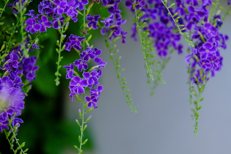 Bright purple flowers and green leaves in the garden.