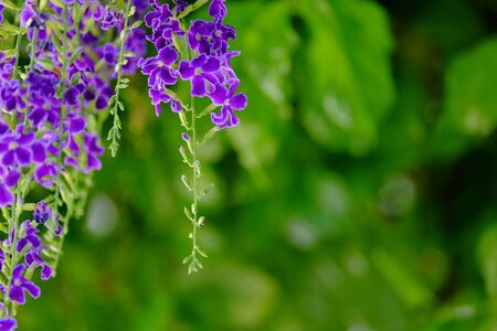 Bouquet of blue flower purple.A group of Purple Bouquet flower with green leaves. Beautiful green and purple flowers in nature around the house.の写真素材