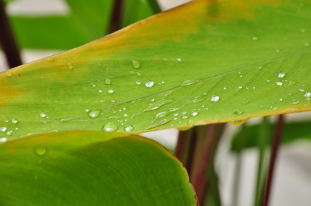 Green leaves and dew In the morningの写真素材